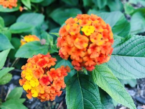 S__33718276_0