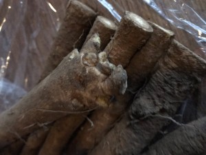 image0 (1)