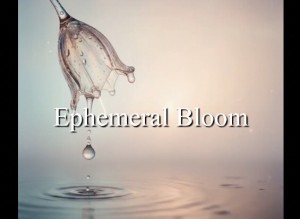 EphemeralBloom
